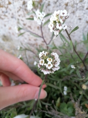 Lobularia maritima