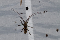 Monochamus marmorator