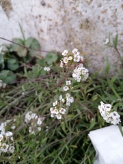 Lobularia maritima