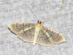 Poliobotys ablactalis