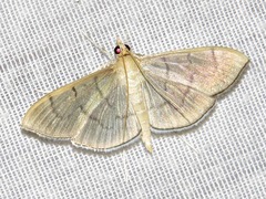 Poliobotys ablactalis