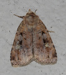 Diarsia jucunda