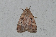 Diarsia jucunda