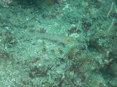 Gobius xanthocephalus