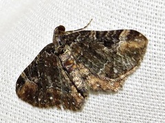 Melanthia ustiplaga