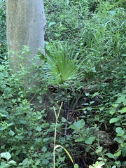 Livistona chinensis