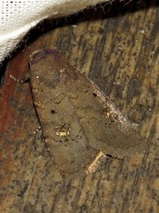 Caradrina tenebrata