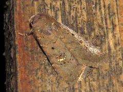 Caradrina tenebrata