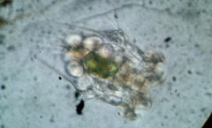 Hexarthra mira
