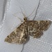 Yellow-spotted Webworm Moth - Photo (c) Marc Belisle, some rights reserved (CC BY-NC), uploaded by Marc Belisle
