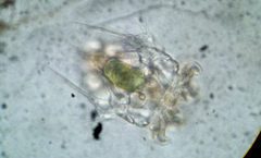 Hexarthra mira