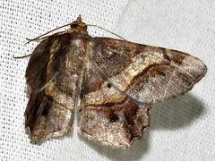 Chiasmia umbrata