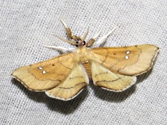 Disticta atava