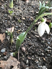 Galanthus elwesii