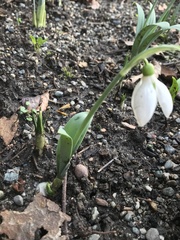 Galanthus elwesii