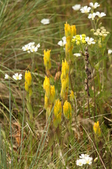 Castilleja levisecta