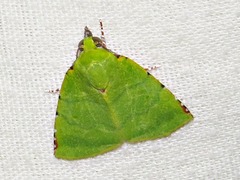 Lophocrama phoenicochlora