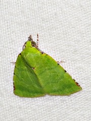 Lophocrama phoenicochlora