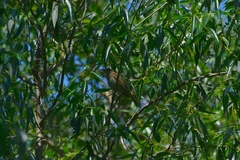 Turdus merula