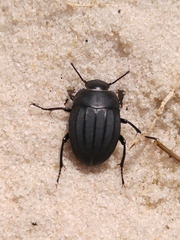 Erodius emondi