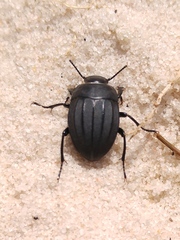 Erodius emondi