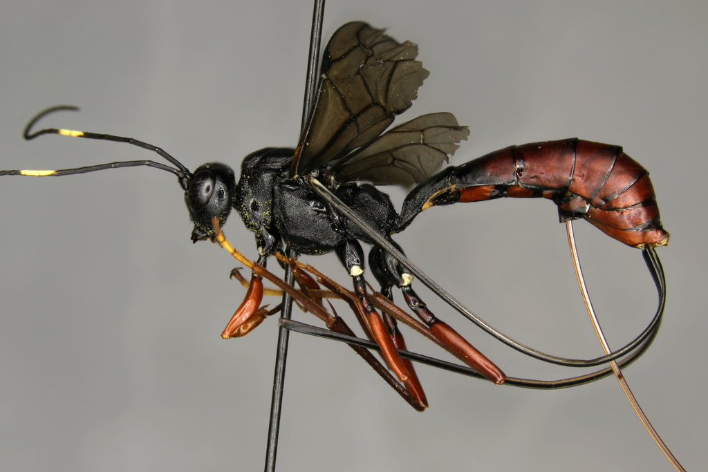 Echthrus abdominalis