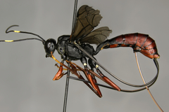 Echthrus abdominalis