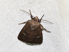 Caradrina tenebrata