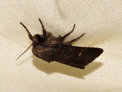Caradrina tenebrata