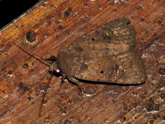 Caradrina tenebrata