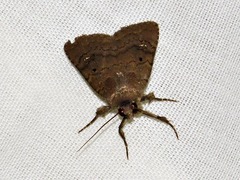 Caradrina tenebrata