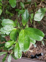 Pithecellobium keyense