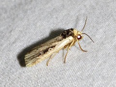 Axylia annularis