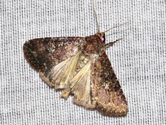 Condica capensis