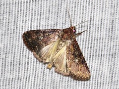 Condica capensis