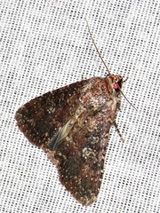 Condica capensis