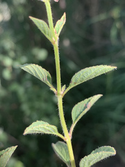 Syncolostemon canescens