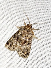 Callopistria latreillei
