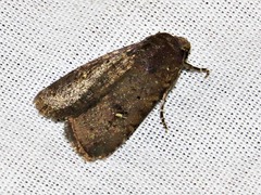 Caradrina tenebrata