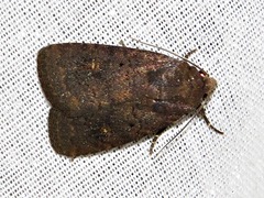 Caradrina tenebrata