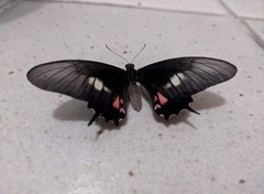 Heraclides anchisiades