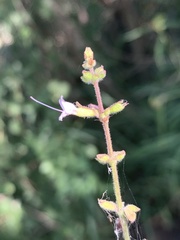 Syncolostemon canescens