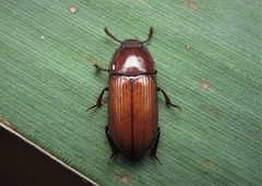 Uloma culinaris