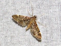 Duponchelia lanceolalis