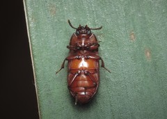 Uloma culinaris
