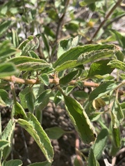 Syncolostemon canescens