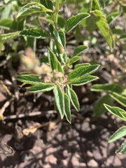 Syncolostemon canescens
