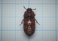 Uloma culinaris
