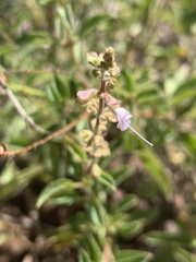 Syncolostemon canescens