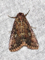 Condica capensis